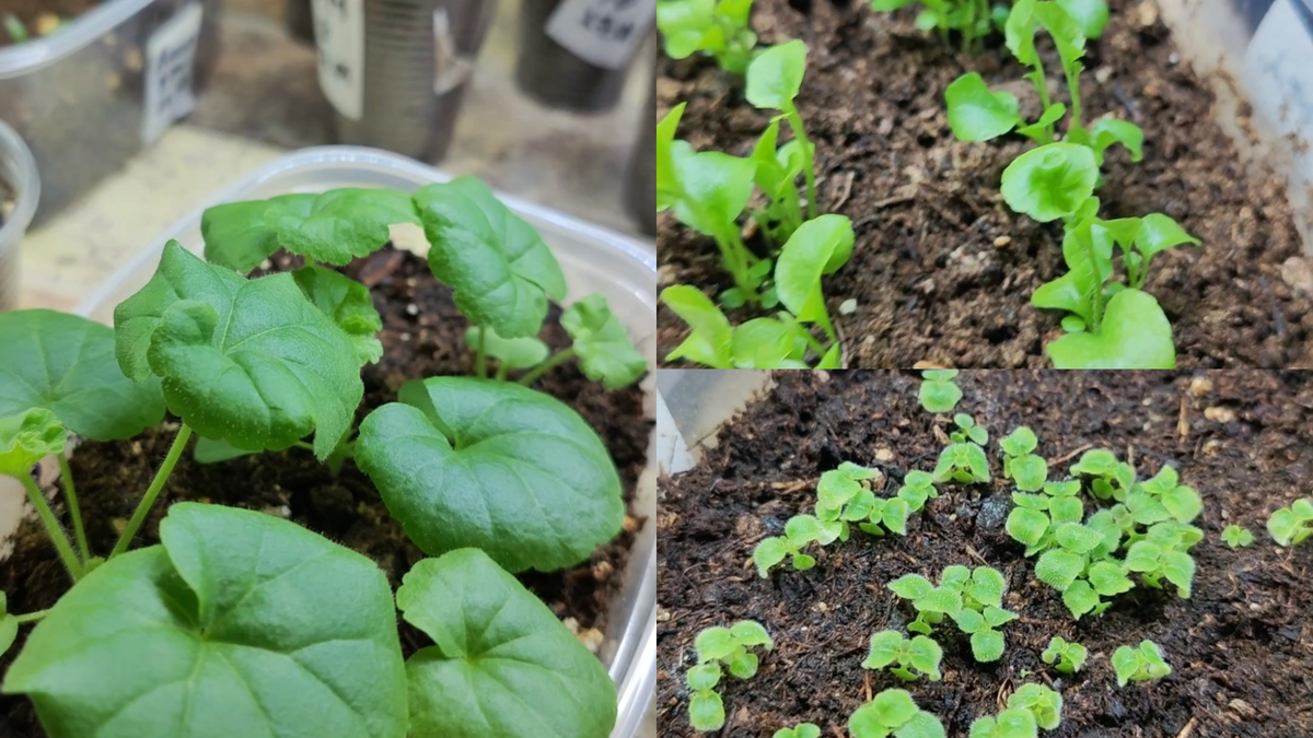 Сеянцы глоксинии, лобелии и пеларгонии. Посев 9 января — уже готовы к пикировке!