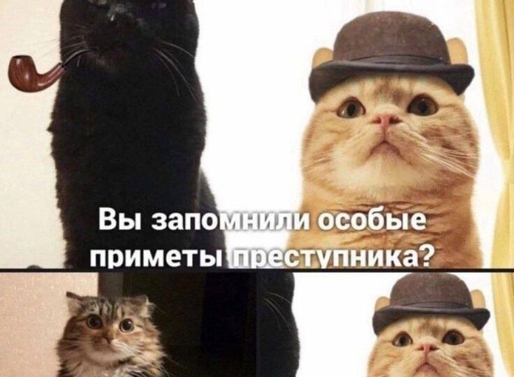 Смешные мемы с животными