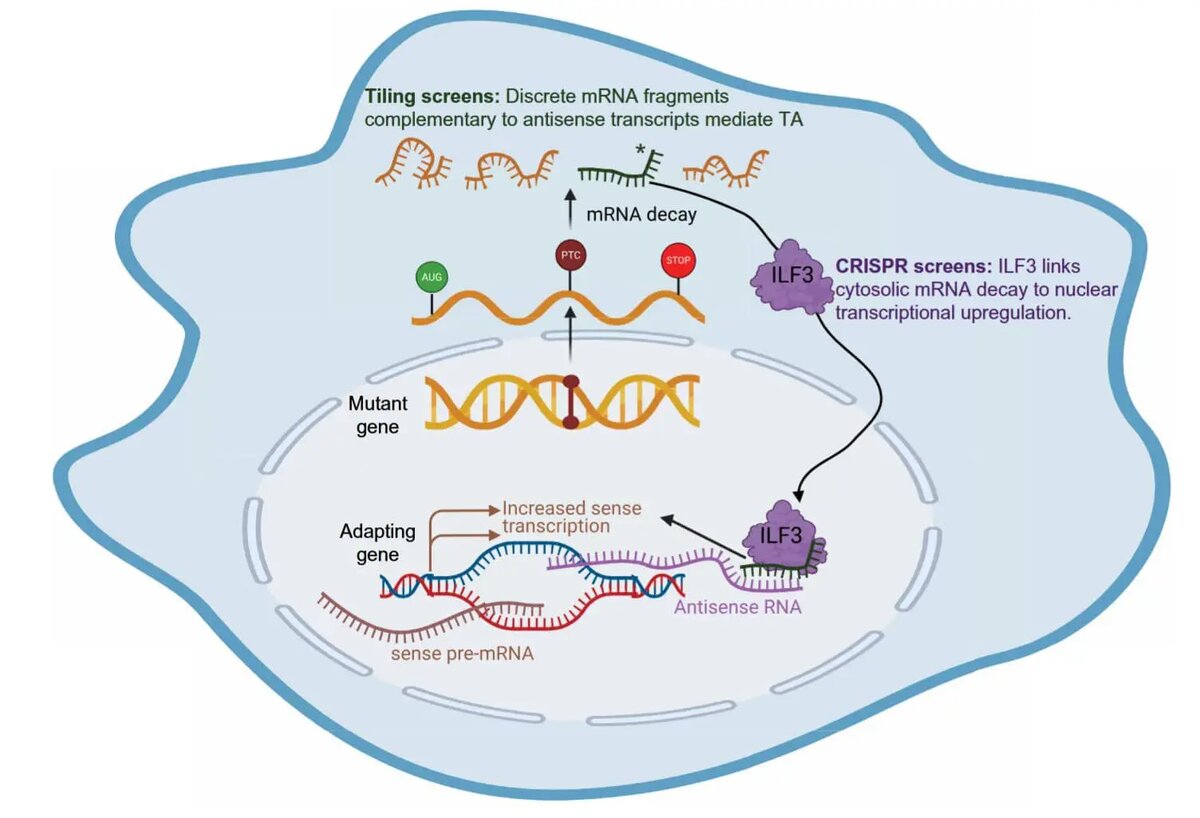    Фото: naked-science.ru Ксения