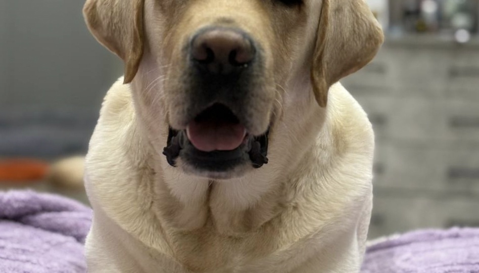 История со счастливым концом: привет от лабрадора Сэма