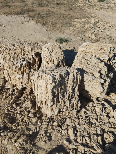 Ракушечник. Фото https://avatars.mds.yandex.net/i?id=d733c002515a7e967c752e08f7f551ca29842316-6998621-images-thumbs&n=13