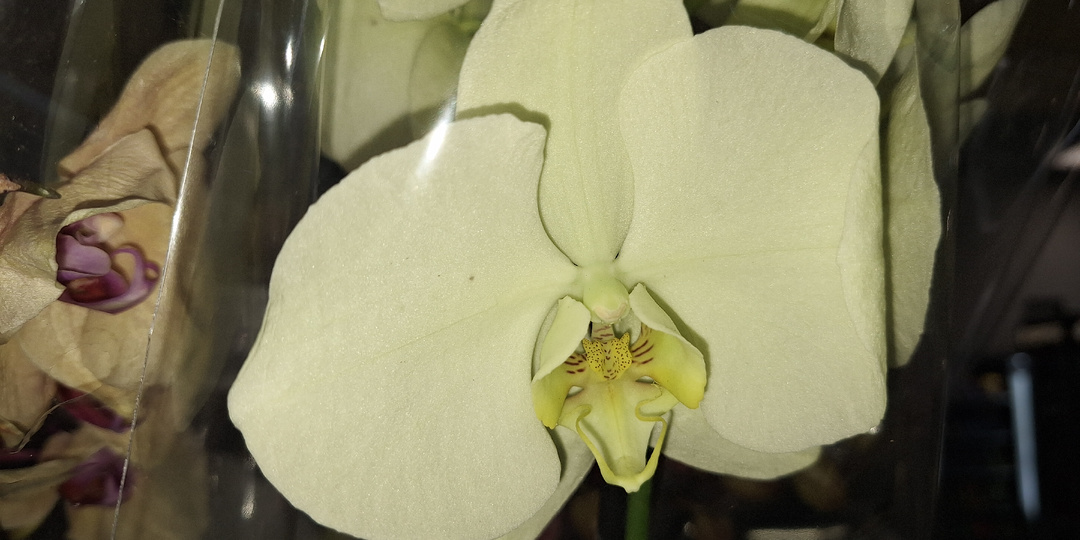 Лемана ПРО: Цветочный отдел 7.02.26. Очень много красивого и интересного.