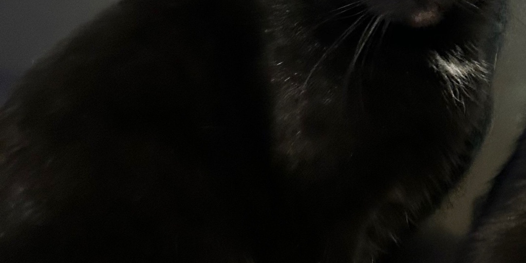 😻Чёрная мама-кошка Мави пока ждёт своего чуда найти дом🏡