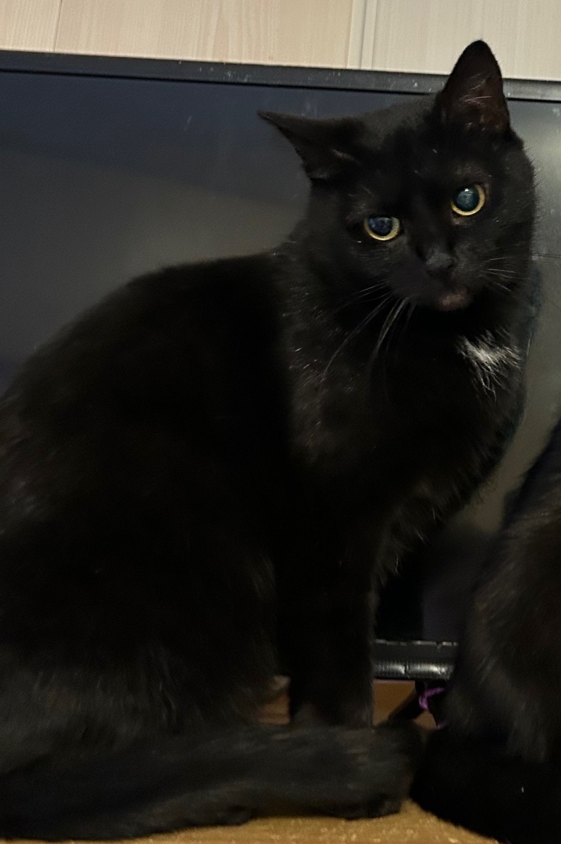 Я добрая, спокойная кошечка) 😻