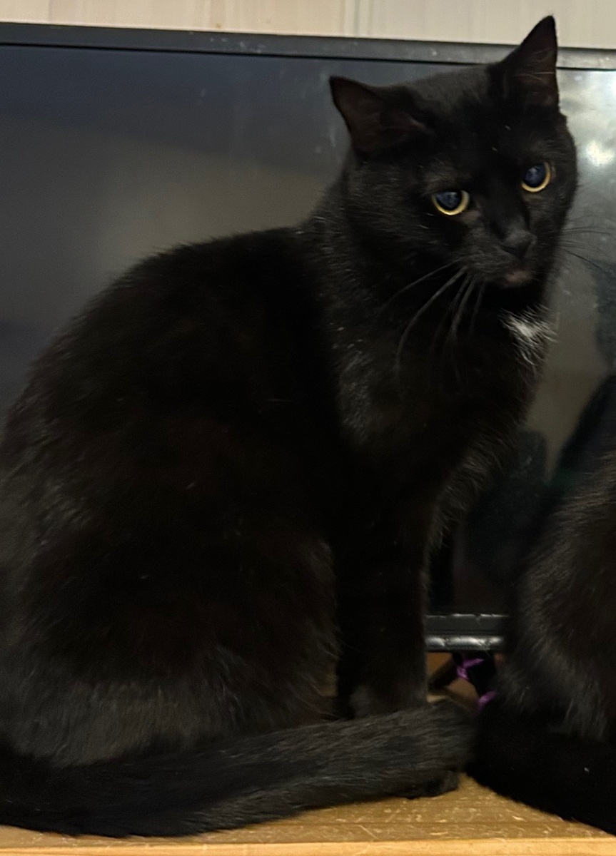 Я добрая, спокойная кошечка) 😻