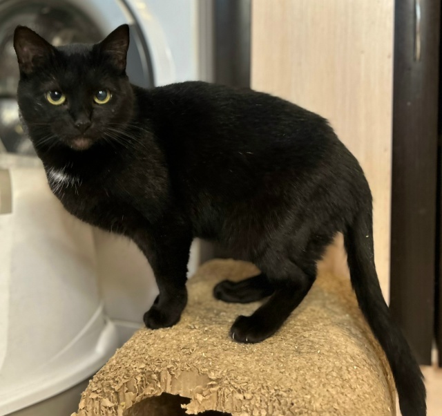 Я не причиню вам много хлопот, я умная и знаю как надо вести себя в доме)🏡💕