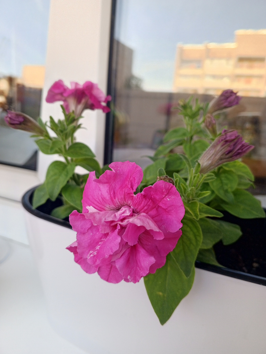 Махровая петуния