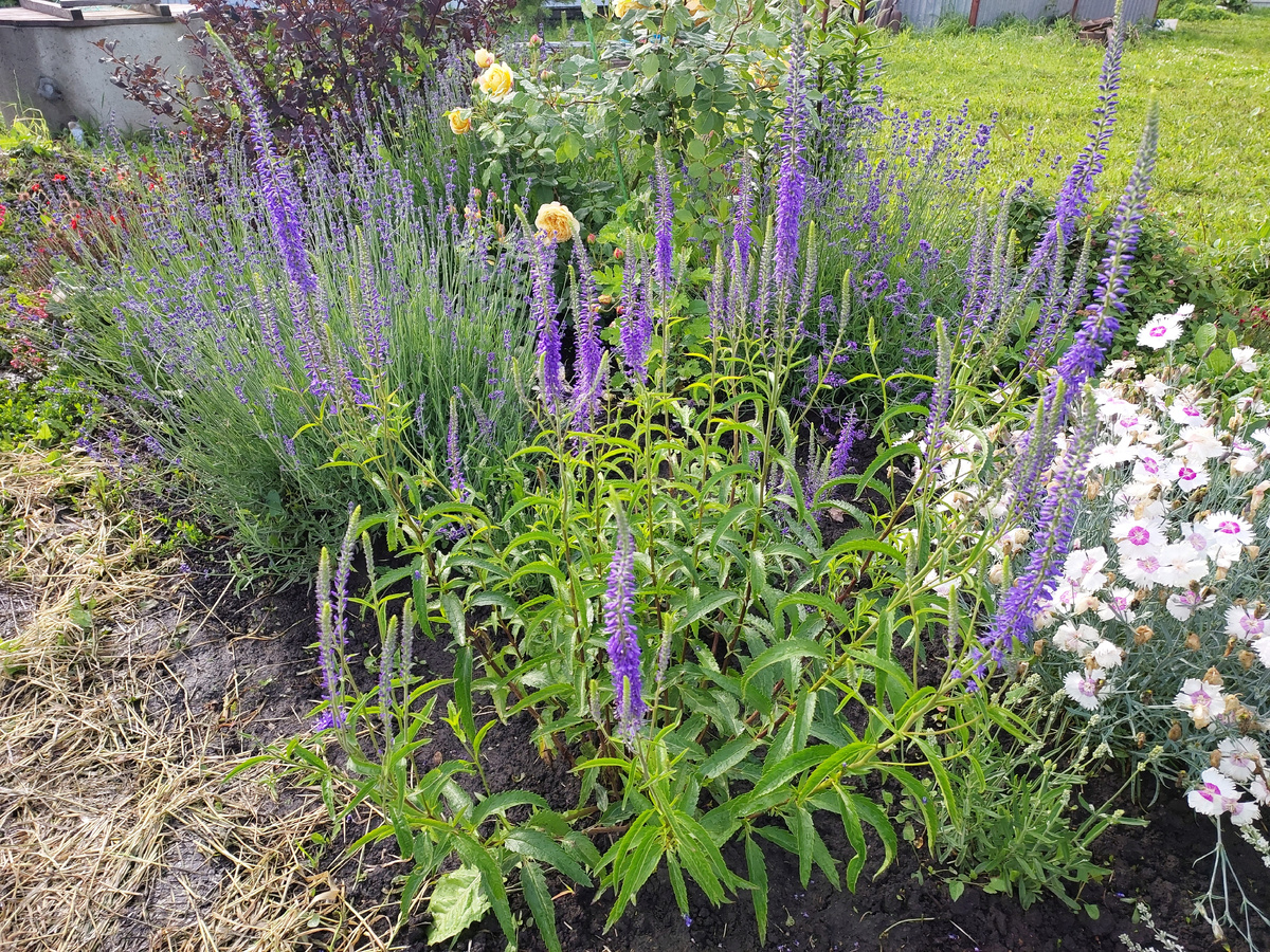 Вероника ,выращенная мною из семян..