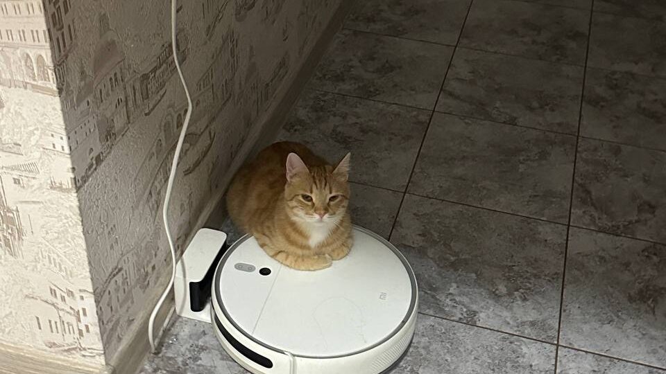 Коты обожают роботов-пылесосов, но оставлять их наедине - плохая идея!