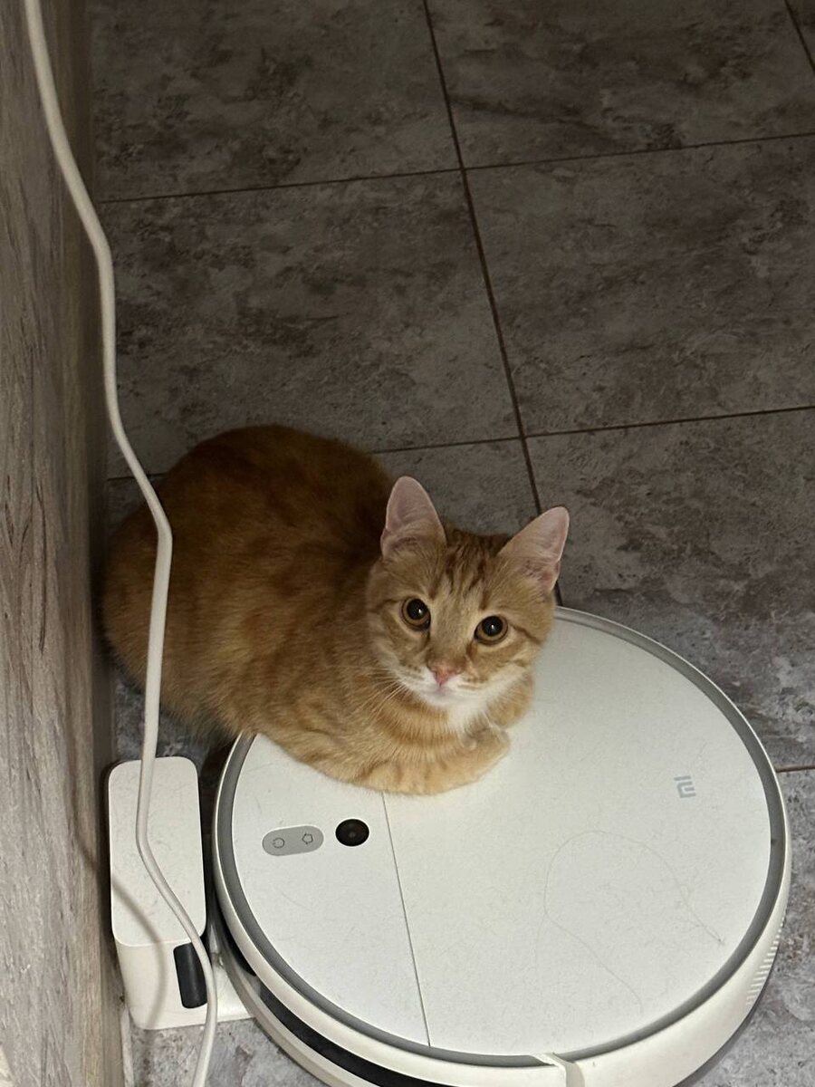 Что смотришь? это мой пылесос 