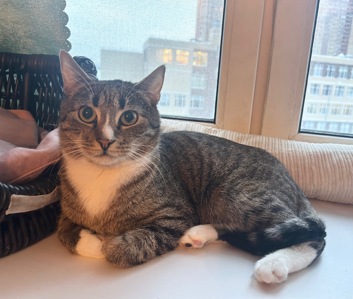 Маркус на самом деле обижает одну кошечку, поэтому его бы надо пристроить побыстрее! 😿