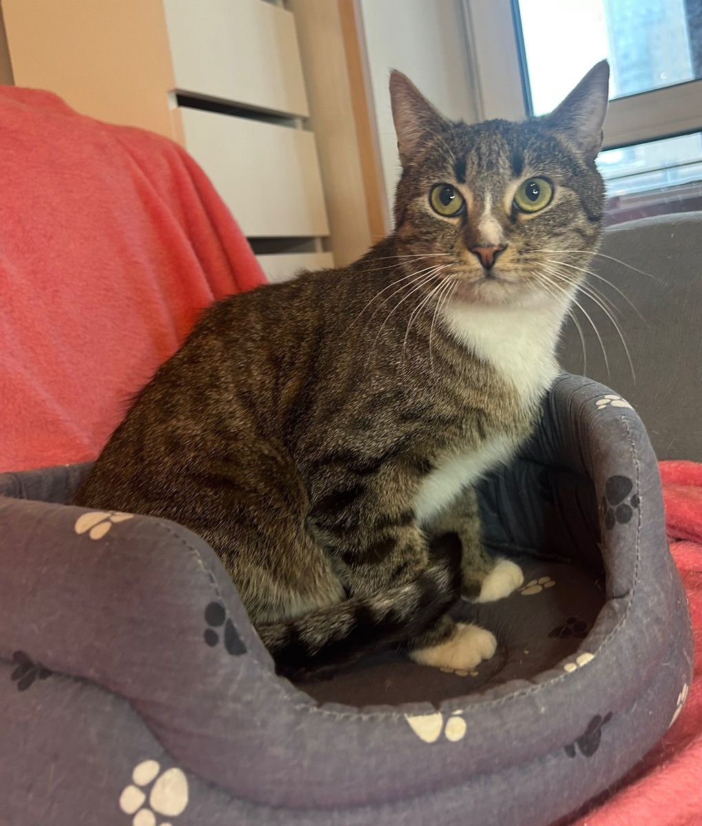 С людьми Маркус ласковый, нежный, игривый, хороший котик 💛🐈