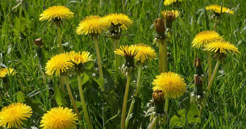 Война без гербицидов: как вывести одуванчики с участка и забыть о них навсегда