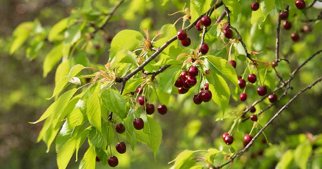 Ветка дает ягоду только два года: почему без секатора слива и вишня перестают плодоносить