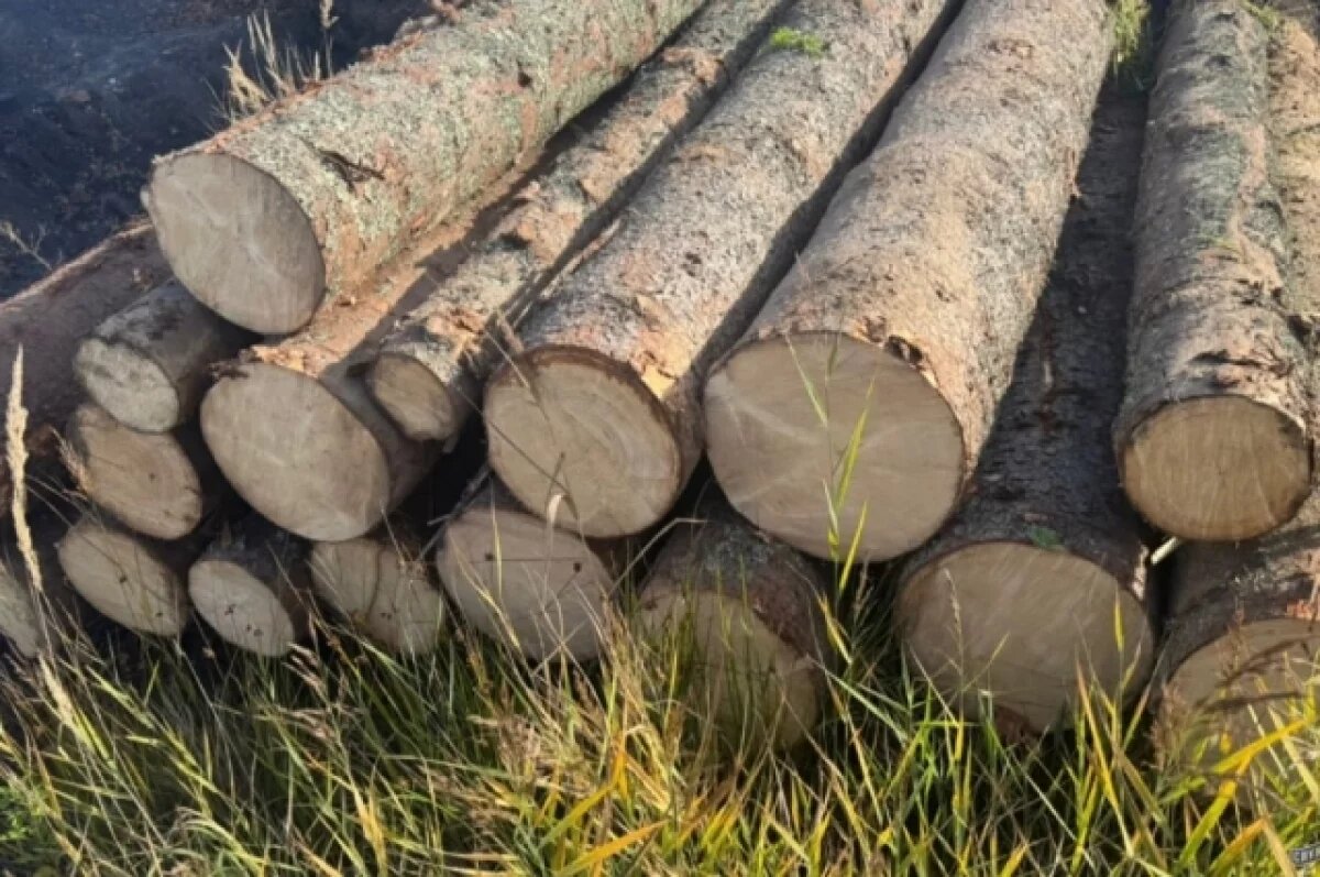    В Неманском районе выявили незаконную рубку на миллион рублей