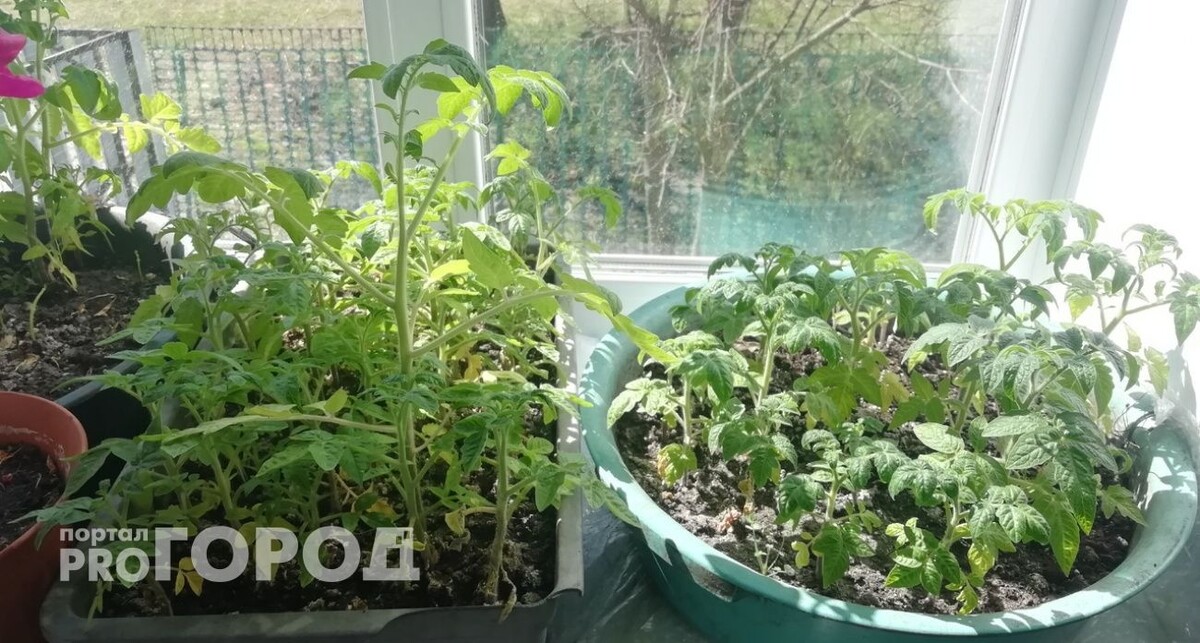    Из архива "Про Город"