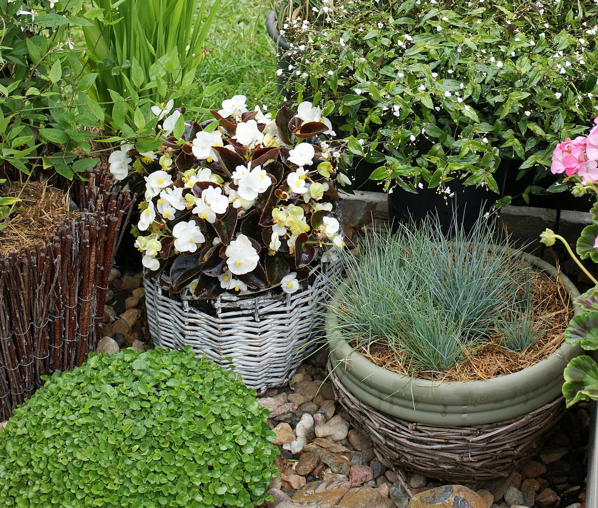 Вот такая корзина, как на фото (светлая, с бегонией), точно поехала бы на дачу. Не знаю, зачем, яблоки она точно не выдержит. Но мне до сих пор жаль её выбрасывать, хотя она была определена на свалку два года назад. Надеюсь, нынче мне удастся её обновить (ха-ха).