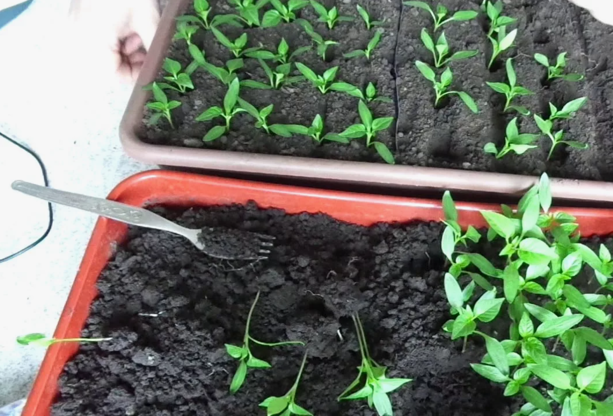 Источник фото: youtube.com