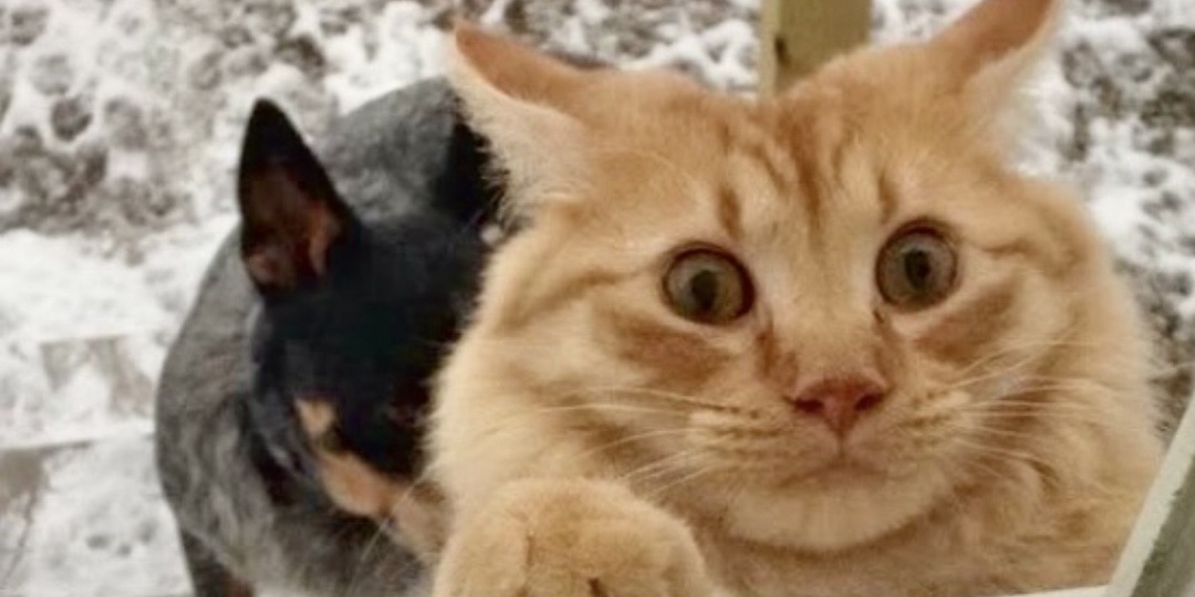 Наташ, я вернулся: 7 блудных котов и их уморительные истории о возвращении