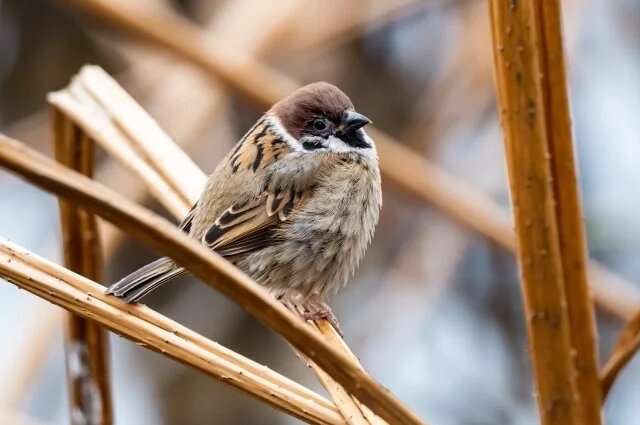    Куда пропали воробьи?