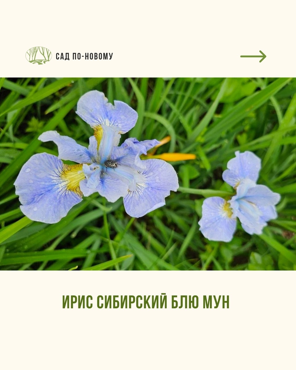 Листайте галерею по стрелке вправо 