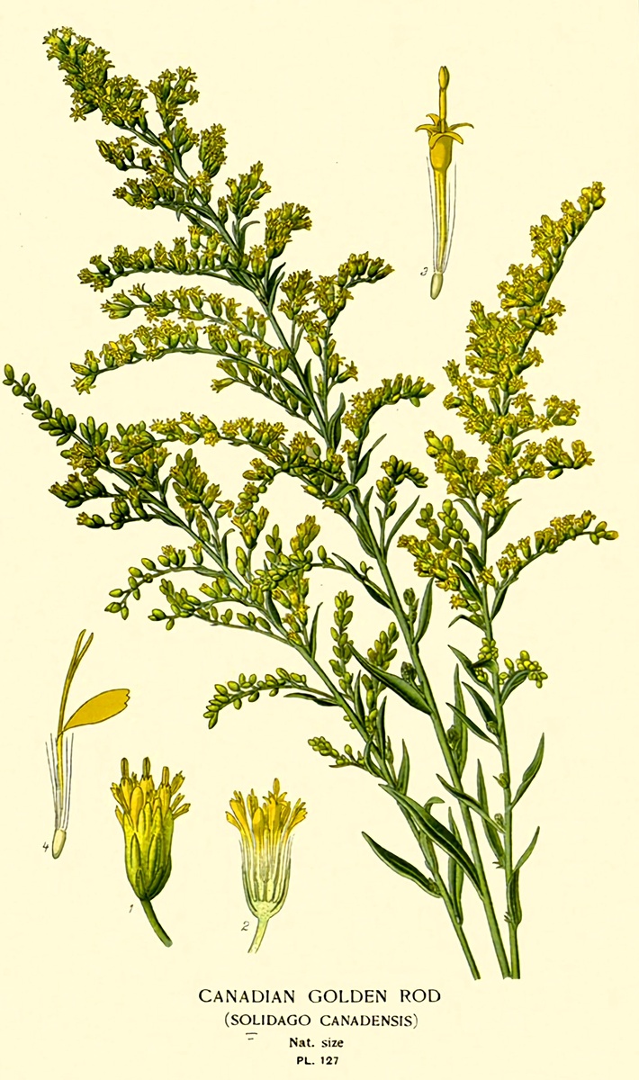 1. Золотарник канадский Canada goldenrod Favourite Flowers of Garden and Greenhouse. Edward Step 1896-1897 London