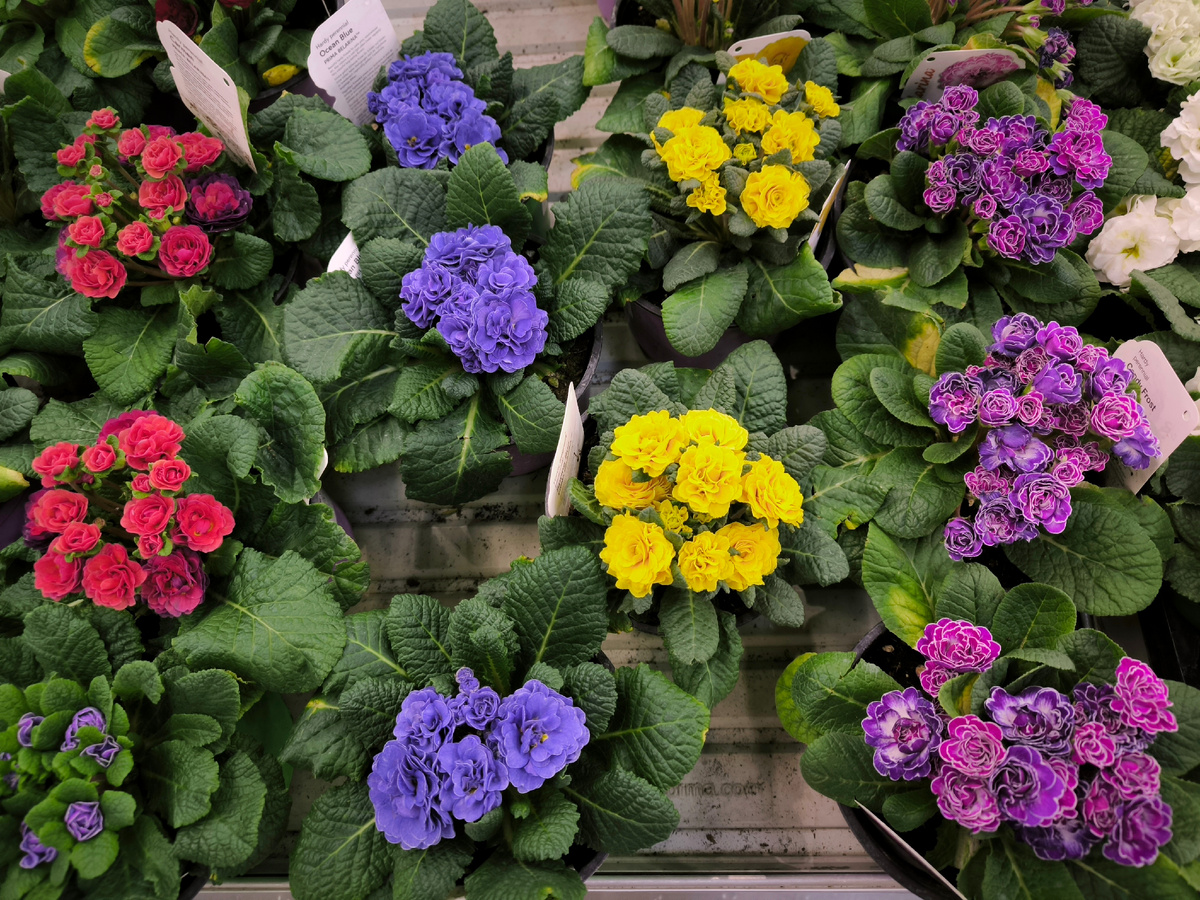 Махровые примулы "Беларина" в "Лемана Про"