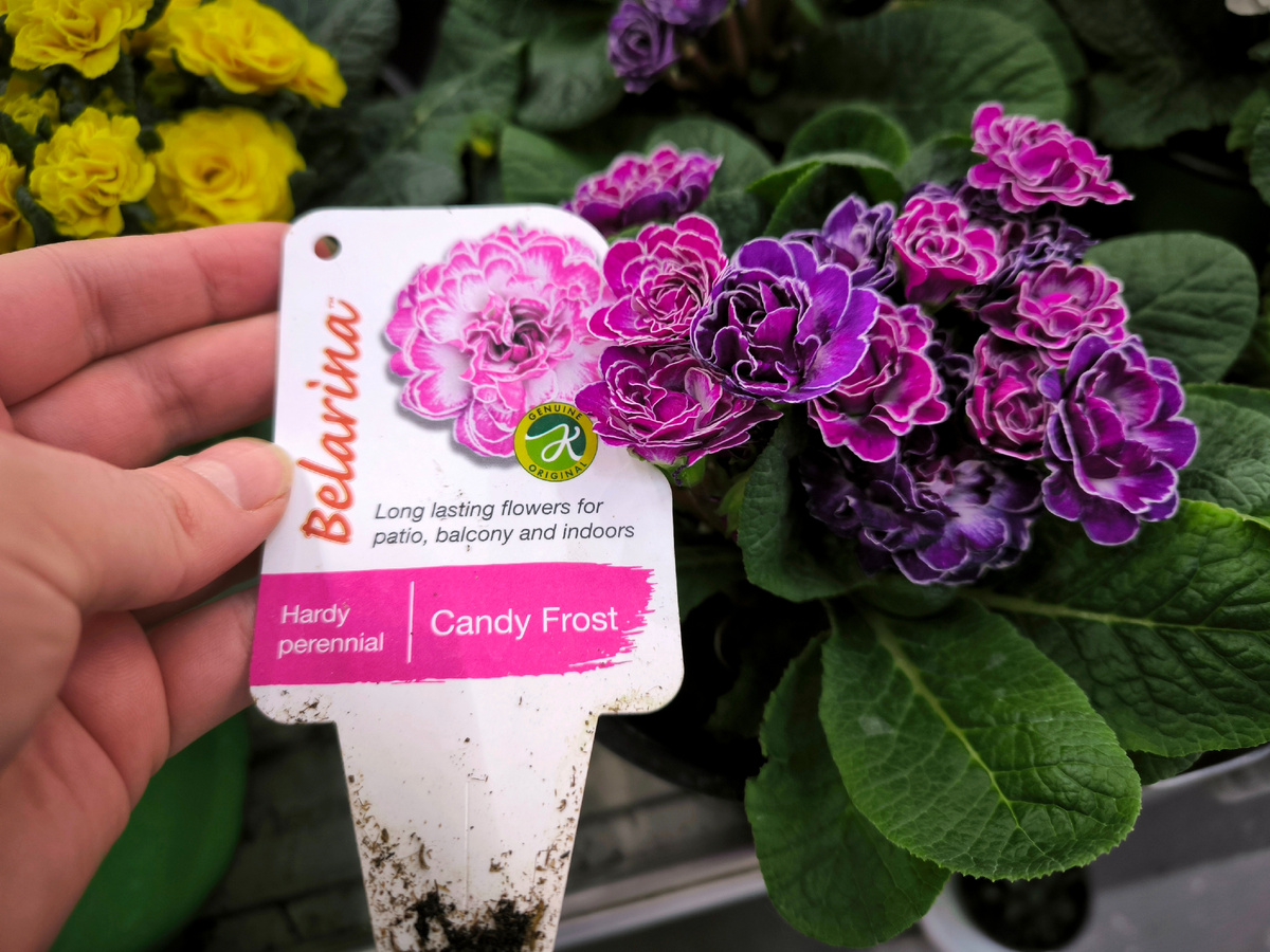 Belarina " Candy Frost"