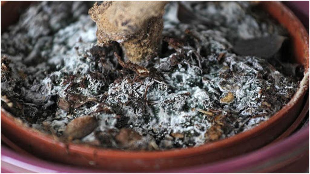 фото взято из интернета