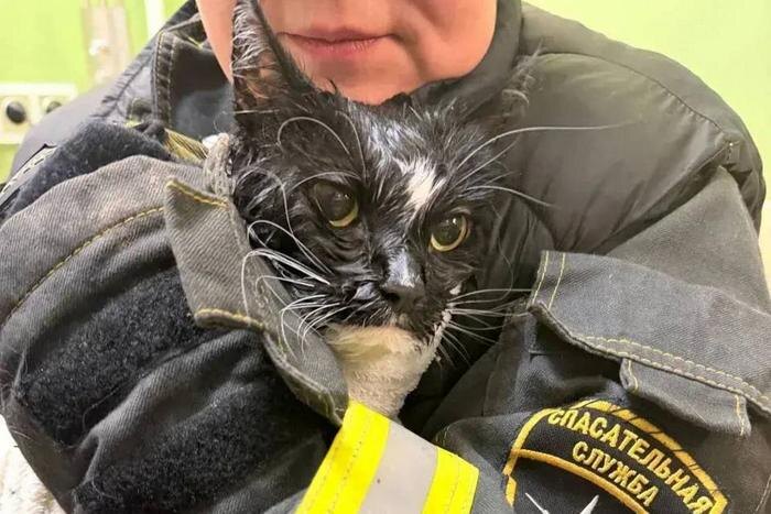 Обложка © Telegram / Спасатели СпасРезерв