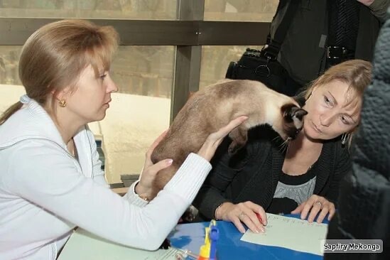 У тайских кошек важно оценить цвет глаз