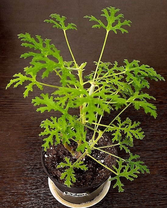 Radens, укоренённый осенью душистик. Выглядит крепким, свежим.