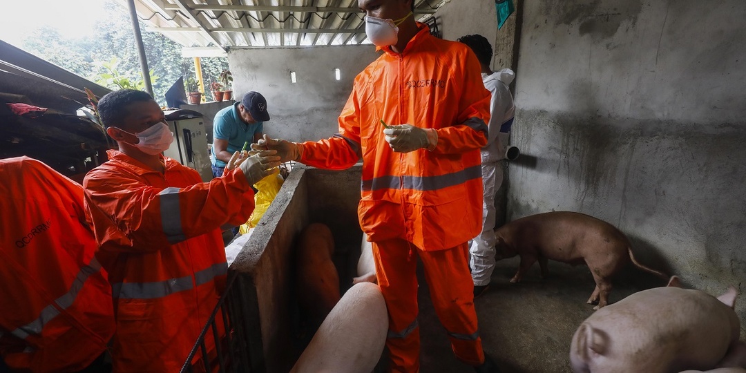 Не утечка и не диверсия: названа вероятная причина проникновения АЧС в Испанию