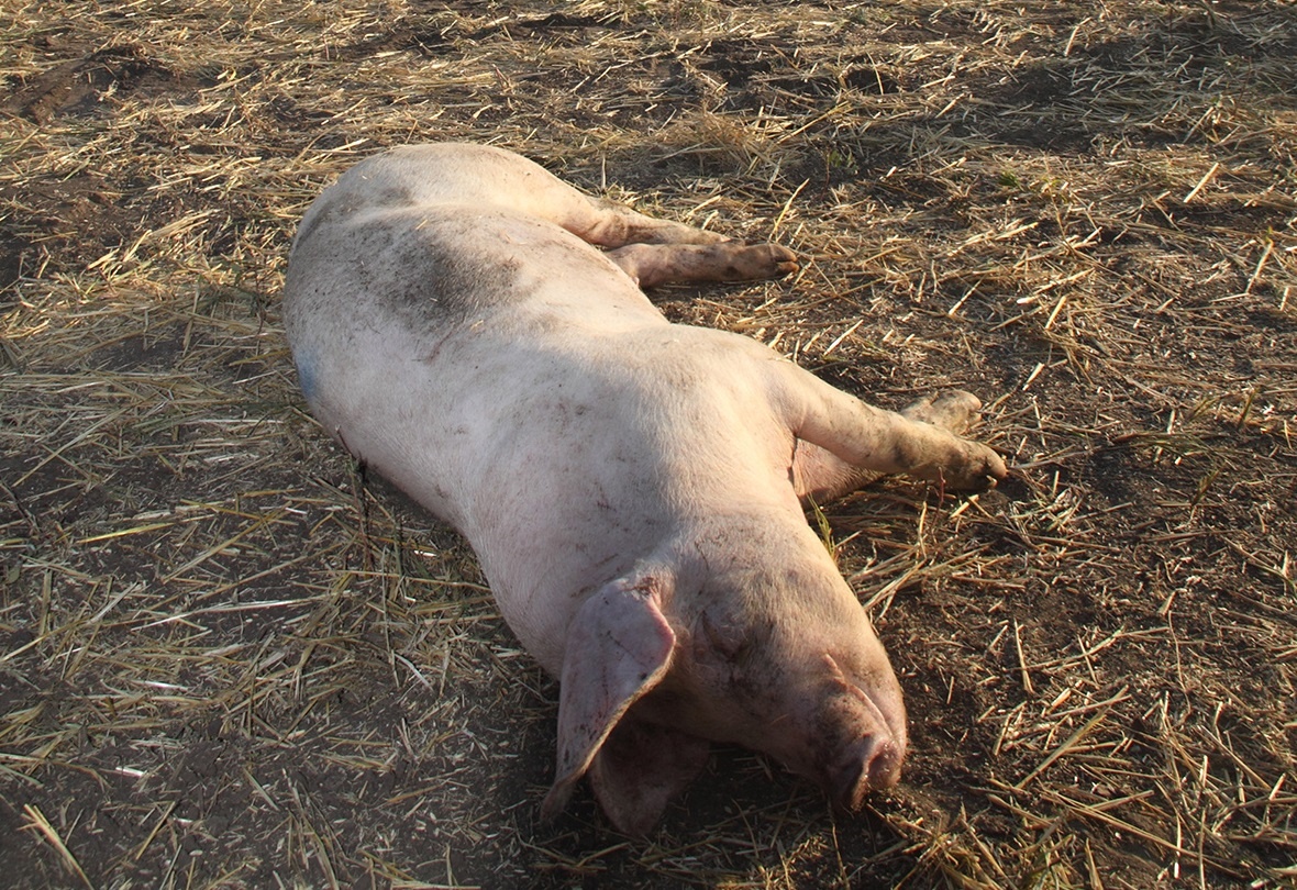 Первая за 30 лет вспышка африканской чумы свиней зарегистрирована в Испании в ноябре 2025-го. Фото: Алексей Чумак / «ВиЖ».