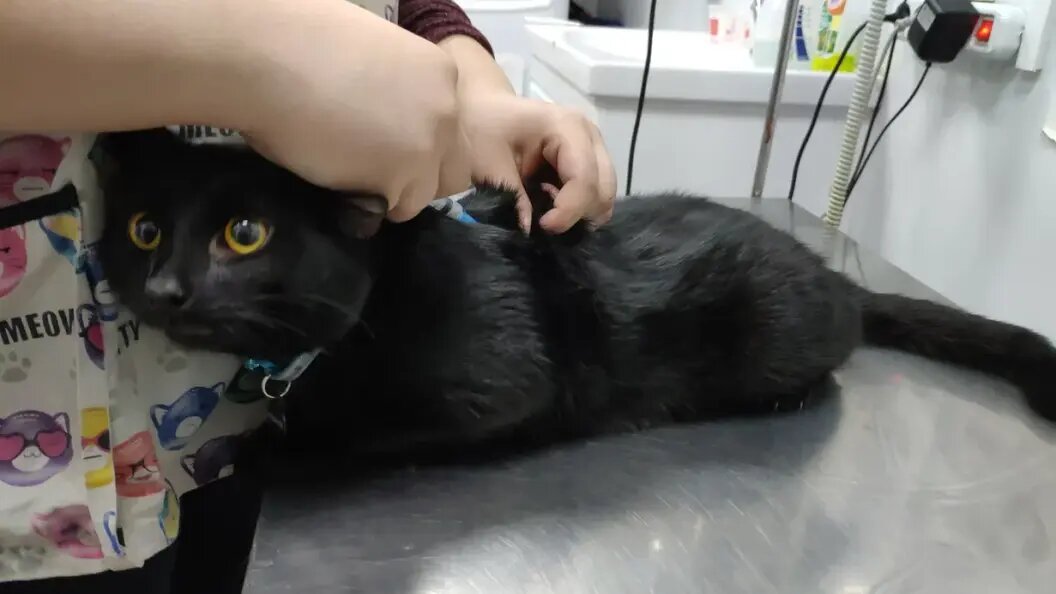    Фото: Царьград