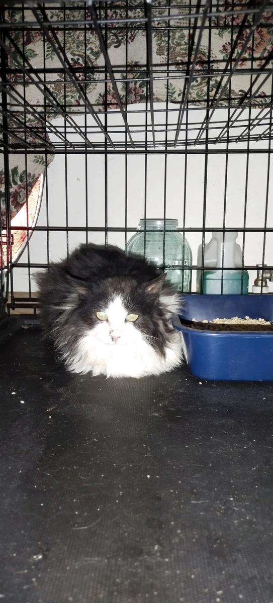 Фермерский кот