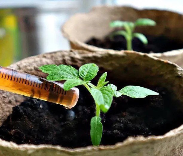 Полив, который точно укрепит и оздоровит рассаду: минимум трат и 100% результат