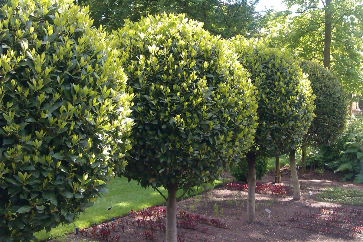 Лавр благородный