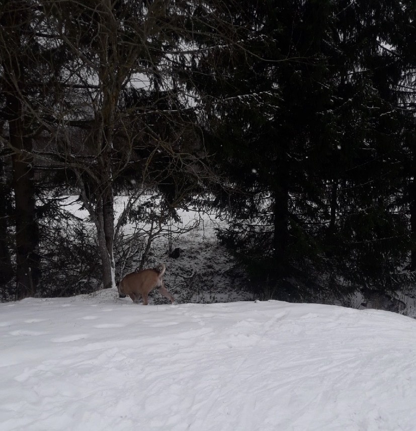 Середина февраля ,последний зимний месяц ,а в лесу Бонита не была ,а сколько там всего должно быть интересного ,и вкусных лесных запахов .,надо наверстать упущенное ,а вдруг встретим лесных обитателей …