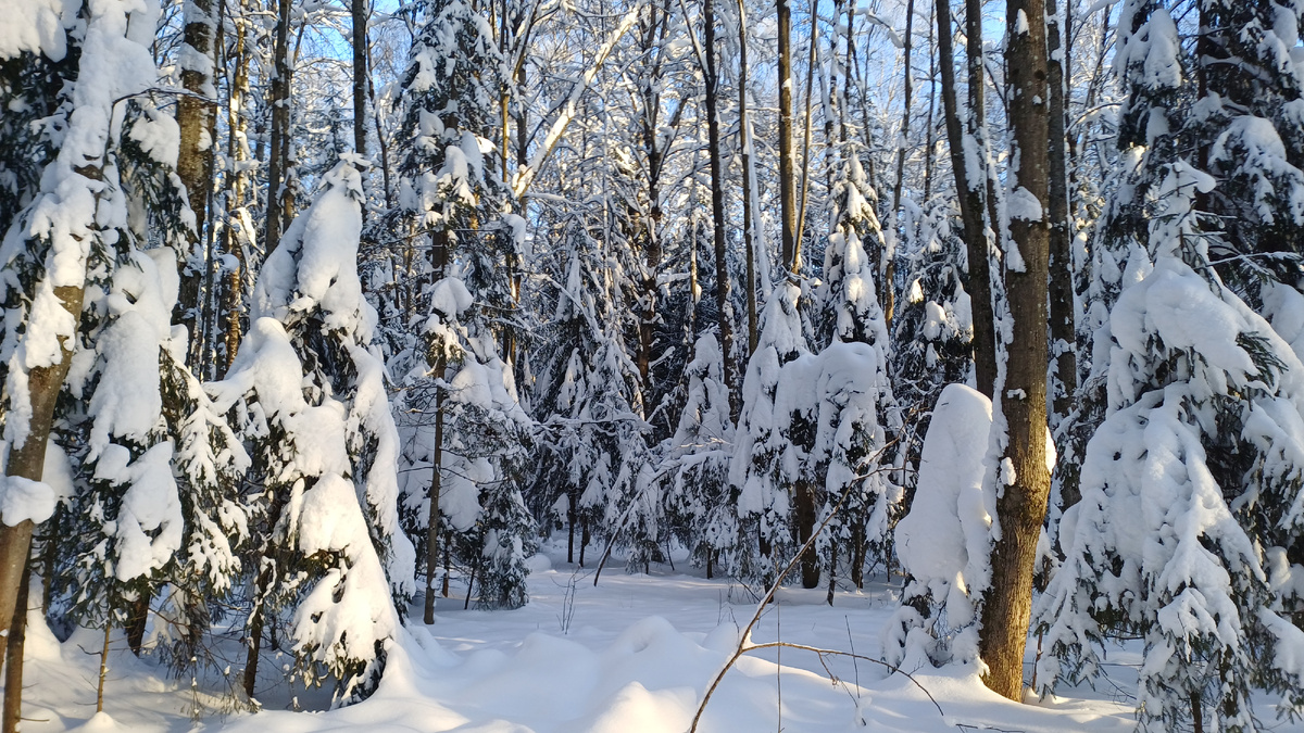 Лес в Сретение. Фото автора - Татьяны федотовой.
