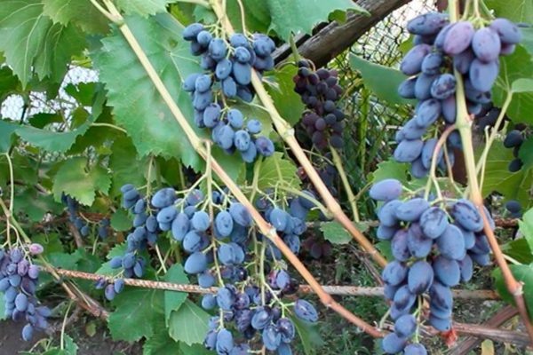 Юпитер в Крыму