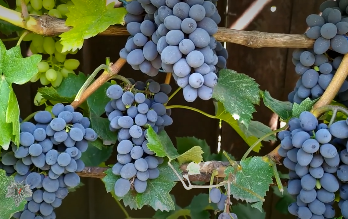 Популярный сорт