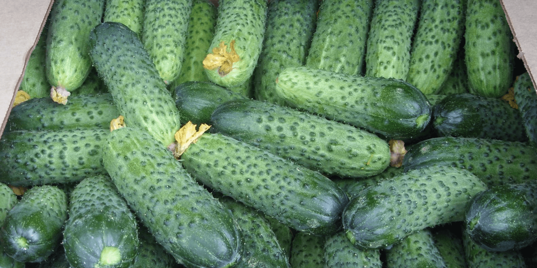 Мой список 3 огурцов 🥒 для теплицы и грунта: урожайные и без болезней