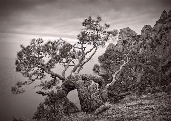 Дерево на краю скалы