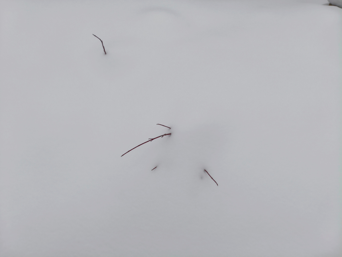 Это дёрен вчера, если что.