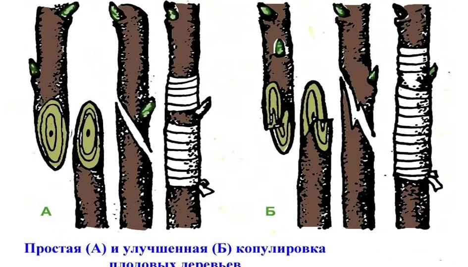 Копулировка и улучшенная копулировка: мастер-класс по прививке тонких подвоев
