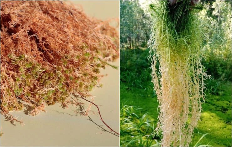 Разные виды сфагнума могут иметь различные оттенки окраса от сочно зеленого до бордового цвета в верхней части и от молочного до бурого цвета дерновины.
фотографии в статье предоставлены ООО «СФАГНУМ»