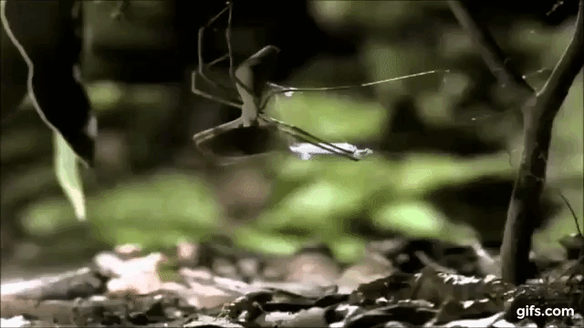 Сам процесс охоты ужасно прост и надёжен.