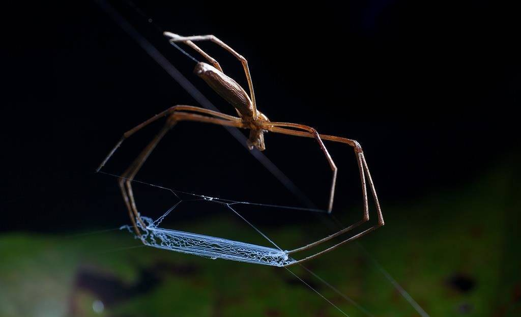 К охоте готов!