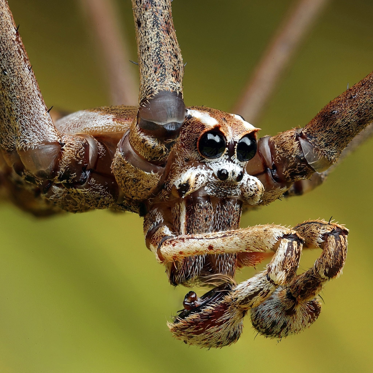 Жуткие выросты на фото — это его хелицеры с педипальпами. Хелицеры поменьше и нужны, чтобы впрыскивать яд. Педипальпы побольше, они помогают удерживать добычу и самку во время спаривания.